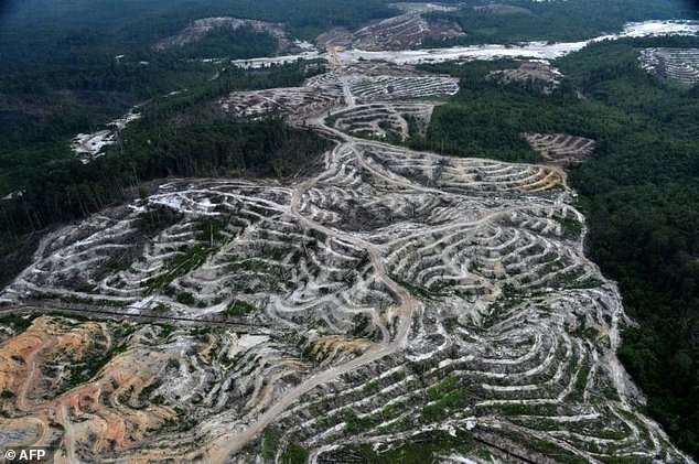 Greenpeace Kecam Industri Kelapa Sawit Indonesia Ancam Pelestarian Lingkungan